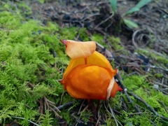Hymenogloea papyracea