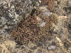 Sedum moranense