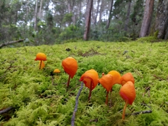 Hymenogloea papyracea