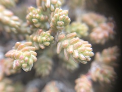 Sedum moranense