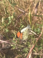 Anthocharis sara sara