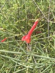 Gambelia juncea
