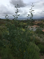 Nicotiana glauca