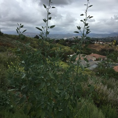 Nicotiana glauca