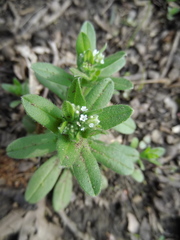 Myosotis verna