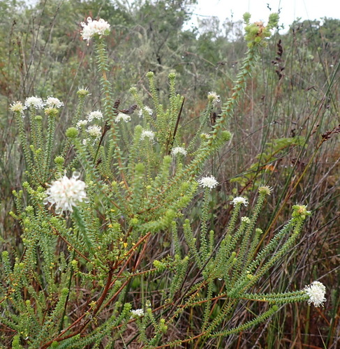 Image of Agathosma apiculata by (c) Nicola van Berkel, some rights reserved (CC BY-SA)
