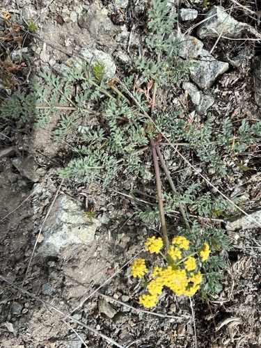 Image of Lomatium donnellii by no rights reserved