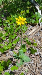 Arnica acaulis