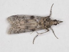 Laetilia dilatifasciella