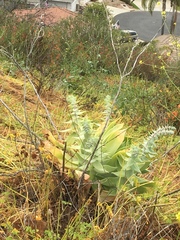 Dudleya pulverulenta
