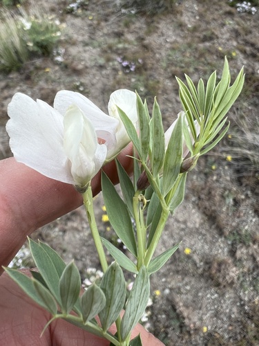 Image of Lathyrus rigidus by no rights reserved