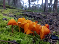 Hymenogloea papyracea