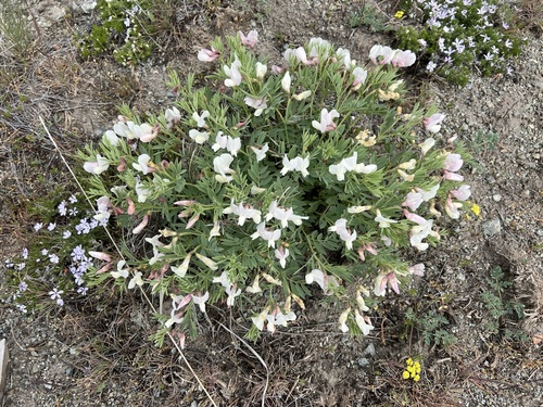 Image of Lathyrus rigidus by no rights reserved