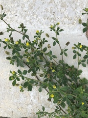 Medicago lupulina