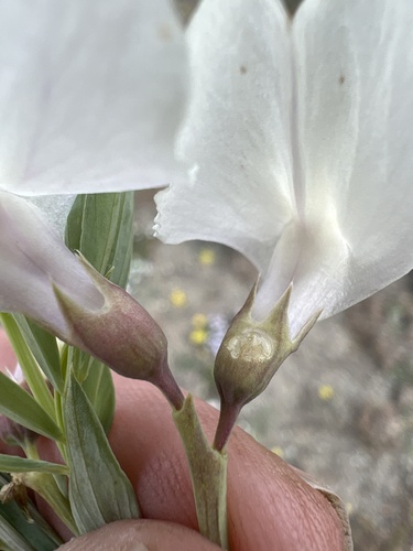 Image of Lathyrus rigidus by no rights reserved