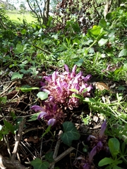 Lathraea clandestina