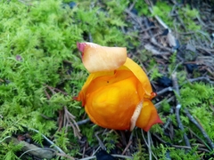 Hymenogloea papyracea