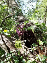 Lathraea clandestina