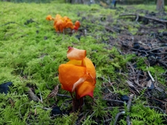 Hymenogloea papyracea