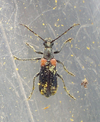 Grammoptera militaris