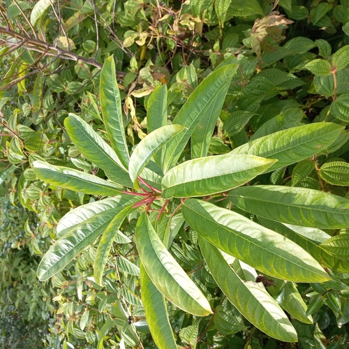 Image of Sapium glandulosum by (c) Patrícia Mees, some rights reserved (CC BY)