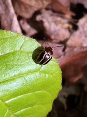 Zygogramma suturalis