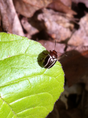 Zygogramma suturalis