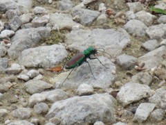 Cicindela splendida
