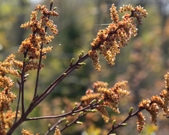 Myrica gale tomentosa