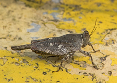 Systolederus ridleyi