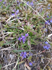 Polygala serpyllifolia