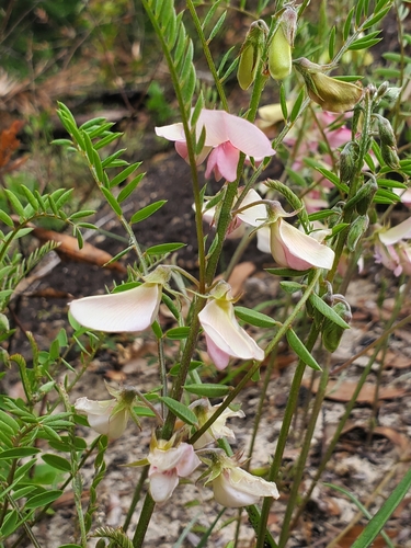 Pineland Hoarypea (Tephrosia mohrii)