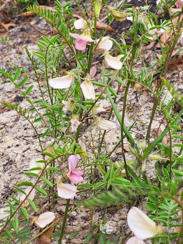 Image of Tephrosia mohrii by no rights reserved