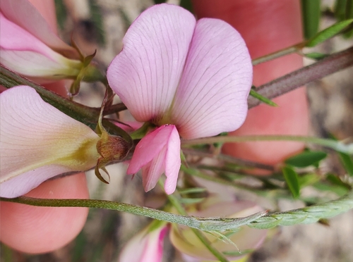 Image of Tephrosia mohrii by no rights reserved