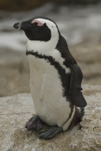 African penguins