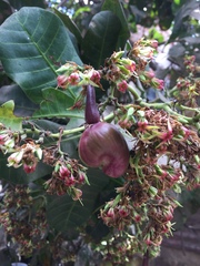 Anacardium