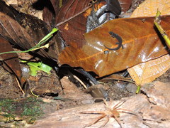 Lepidoblepharis festae