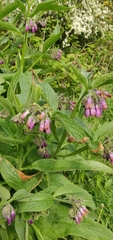 Symphytum officinale