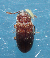 Cryptophagidae