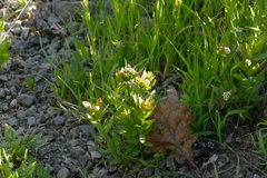 Comandra umbellata californica
