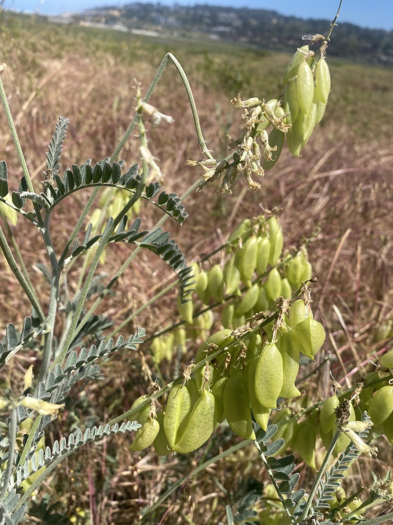 Southern California Milkvetch from Torrey Pines State Natural Reserve ...