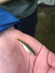 Rhinichthys atratulus