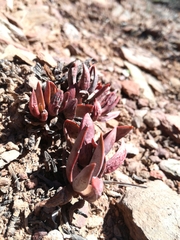 Adromischus filicaulis