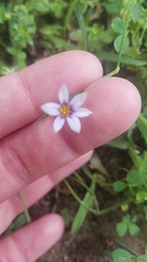 Sisyrinchium