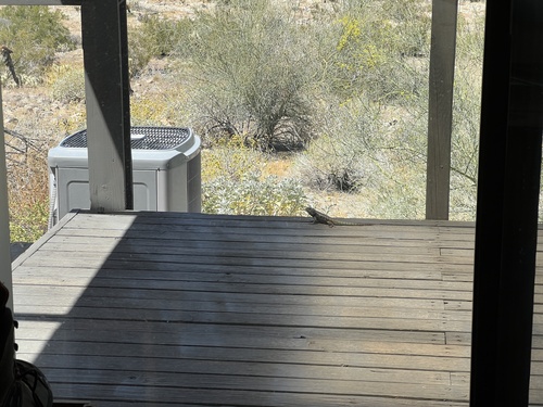 iNaturalist observation photo of Desert Spiny Lizard