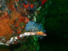 Virididentula dentata