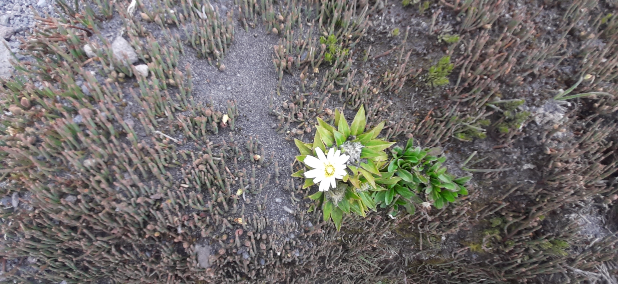 Hypochaeris image
