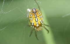 Alpaida variabilis