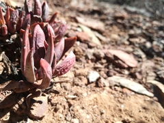 Adromischus filicaulis