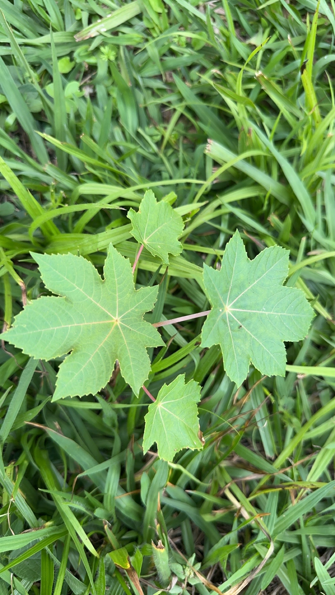 Ricinus communis